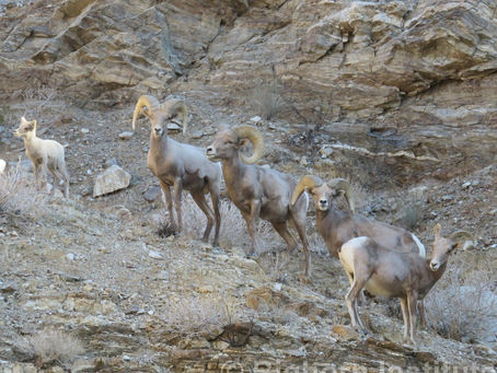 Local Population Update