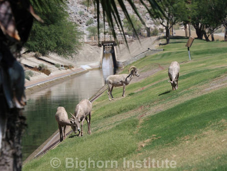 Bighorn Barrier Progress in La Quinta - Spring 2017