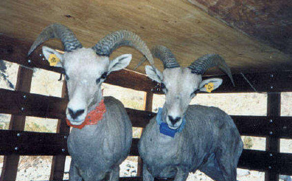 Transporting Bighorns.jpg