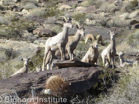 New Range-Wide Population Estimate - Spring 2017