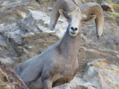 Local Population Update - Spring 2017