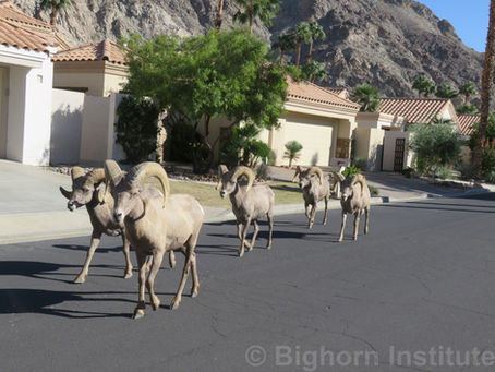 La Quinta Fence Update