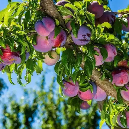 Methley Plum