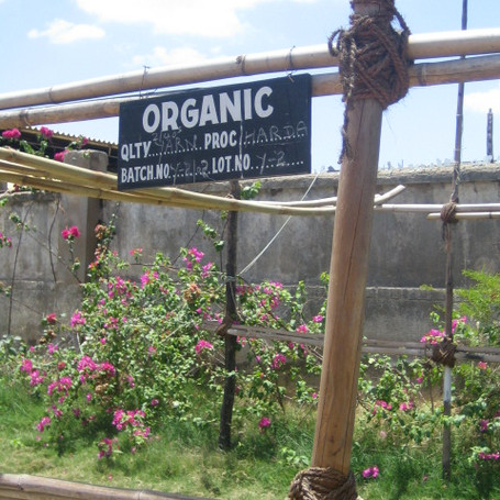 Picture of a Organic cotton farm in India