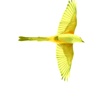 preen new yellow bird smaller.png