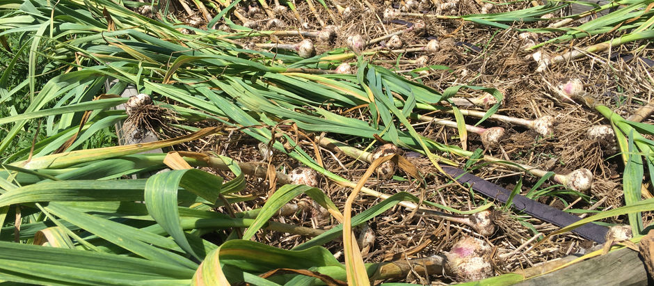 GROWING NOTES FOR GARLIC