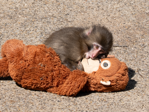 The Viral Story of Punch the Monkey