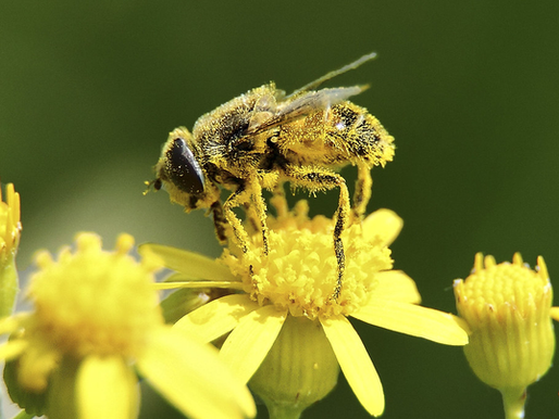 The Science Behind Our Sneezes: The Hidden Power of Pollen