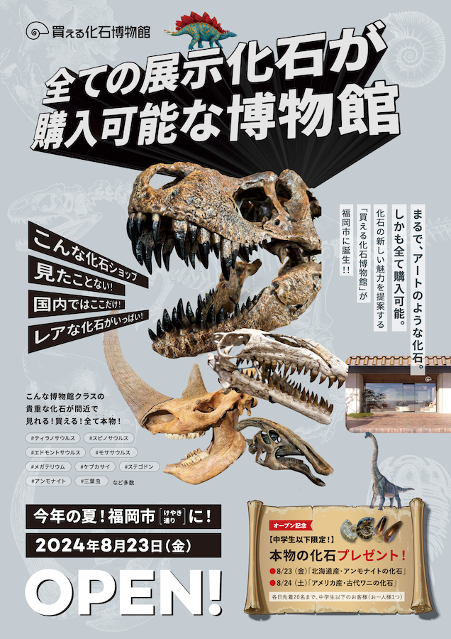 アンモナイト　恐竜　古代貝　化石　標本　鑑賞品　博物館保存　２個 アンモナイト 恐竜 古代貝 化石 標本 鑑賞品 博物館保存 2個