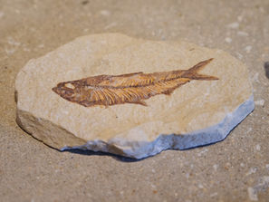 [Introduction] Ancient Fish Knightia (Eocene Epoch, Cenozoic Era, Wyoming, USA)