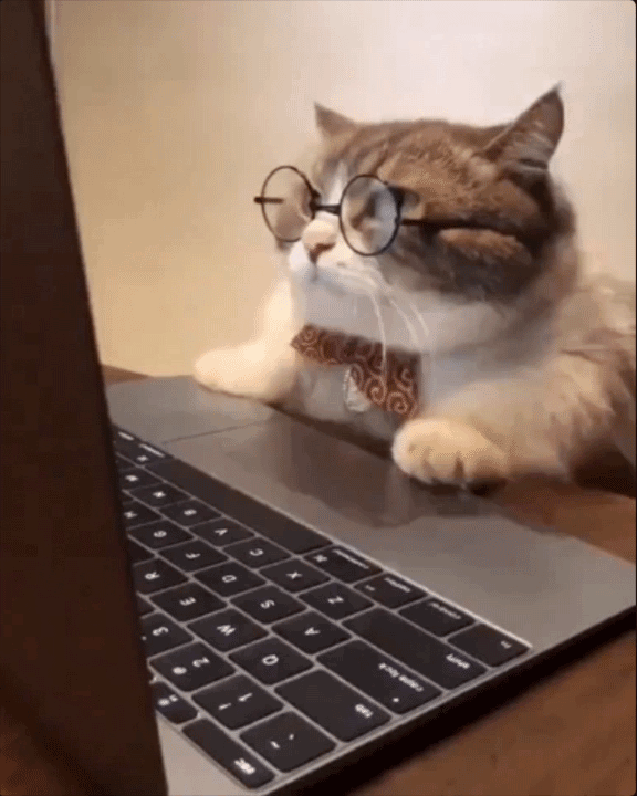 A cat wearing glasses and a bow tie "programs" on a laptop.