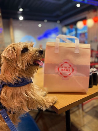 Dog with takeaway bag