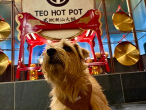 A Norfolk Terrier in front of a Chinese gong that says Teo Hot Pot