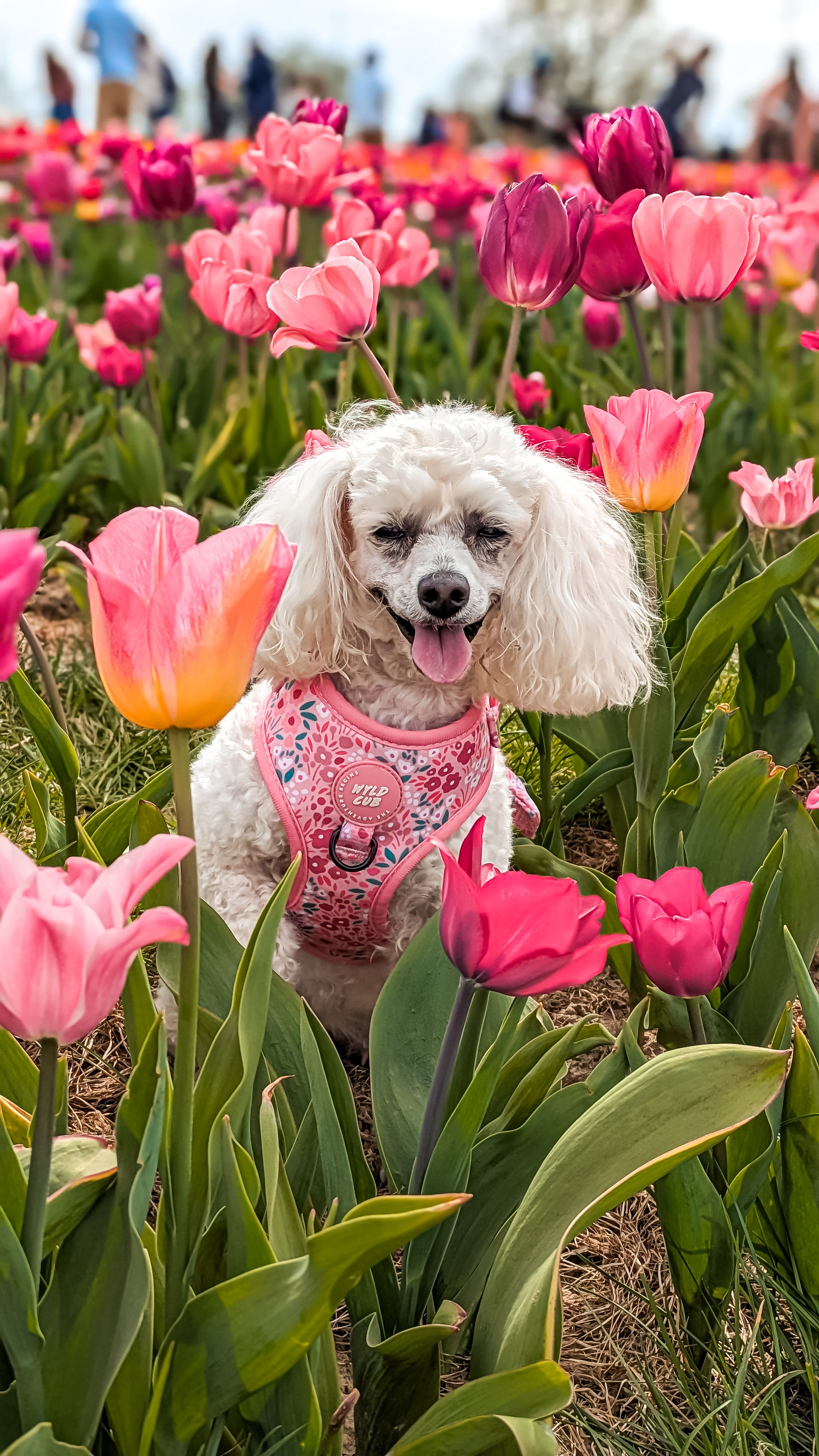 A white poodle sitting in a tulip field