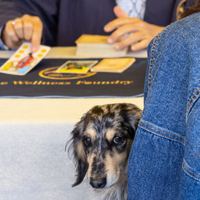 A dachshund in a person's arms with a tarot table