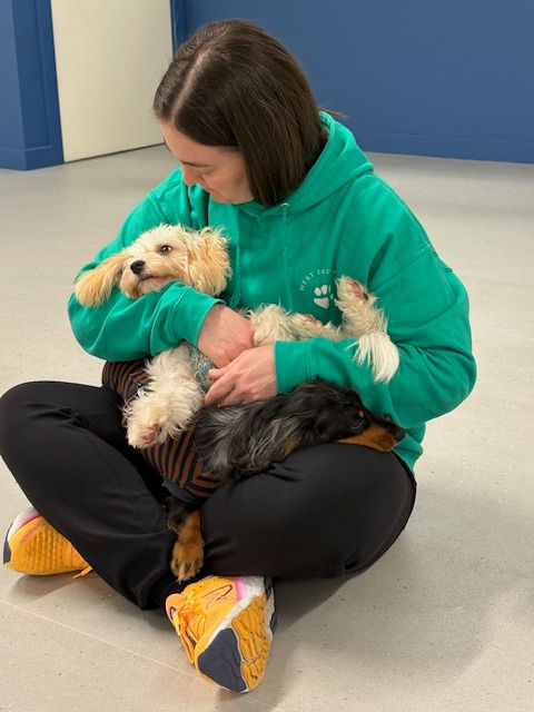 Woman in green hoodie cuddles two small dogs on a gray floor; one dog is cream and fluffy, the other black and brown. Relaxed mood.