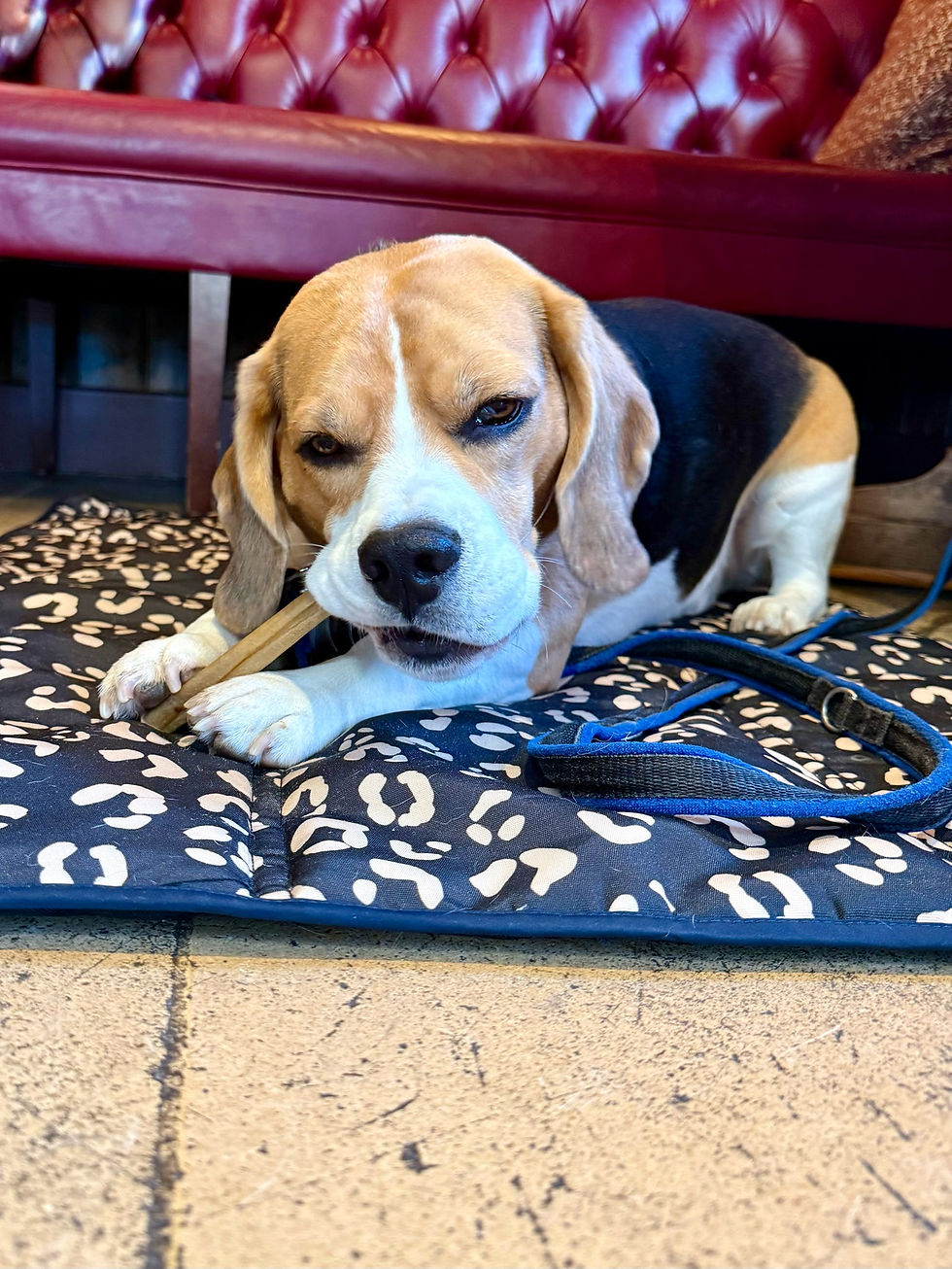 Beagle lying on a patterned mat, chewing a bone. Red leather sofa in the background. Cozy and relaxed atmosphere.