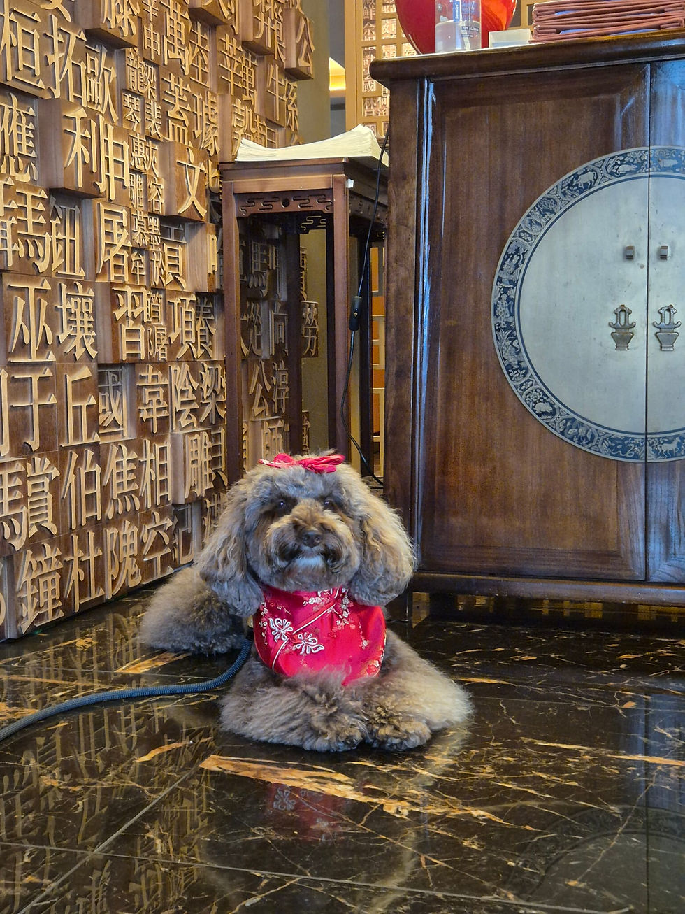 Brown poodle in red outfit with bow on marble floor, wooden wall with Chinese characters. Dark wooden cabinet nearby. Cozy ambiance.