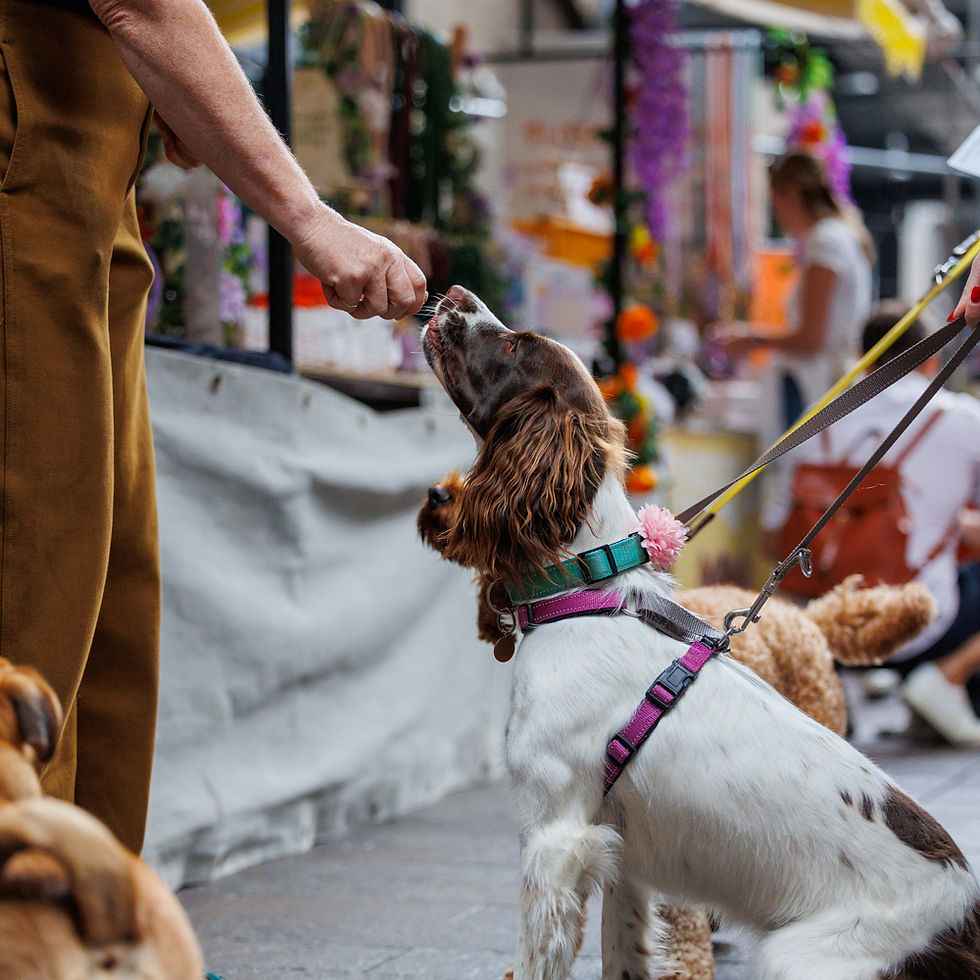 Dog in a harness taking a treat from a person at an outdoor market. Background has colorful decorations and people milling around.