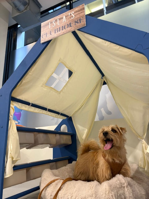 Norfolk terrier sitting on fluffy rug inside a blue and yellow playhouse. Sign reads "Isla's Clubhouse." Background shows indoor setting.