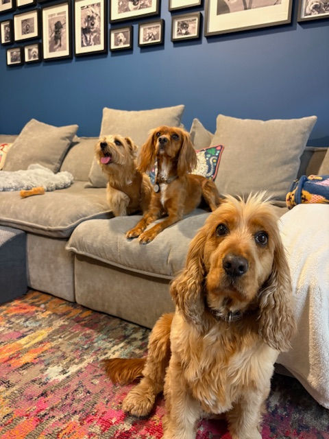 Three dogs on a gray sofa in a blue-walled room with framed photos. One dog sits on a colorful rug, creating a cozy atmosphere.