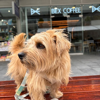 A Norfolk terrier in front of Bex Coffee