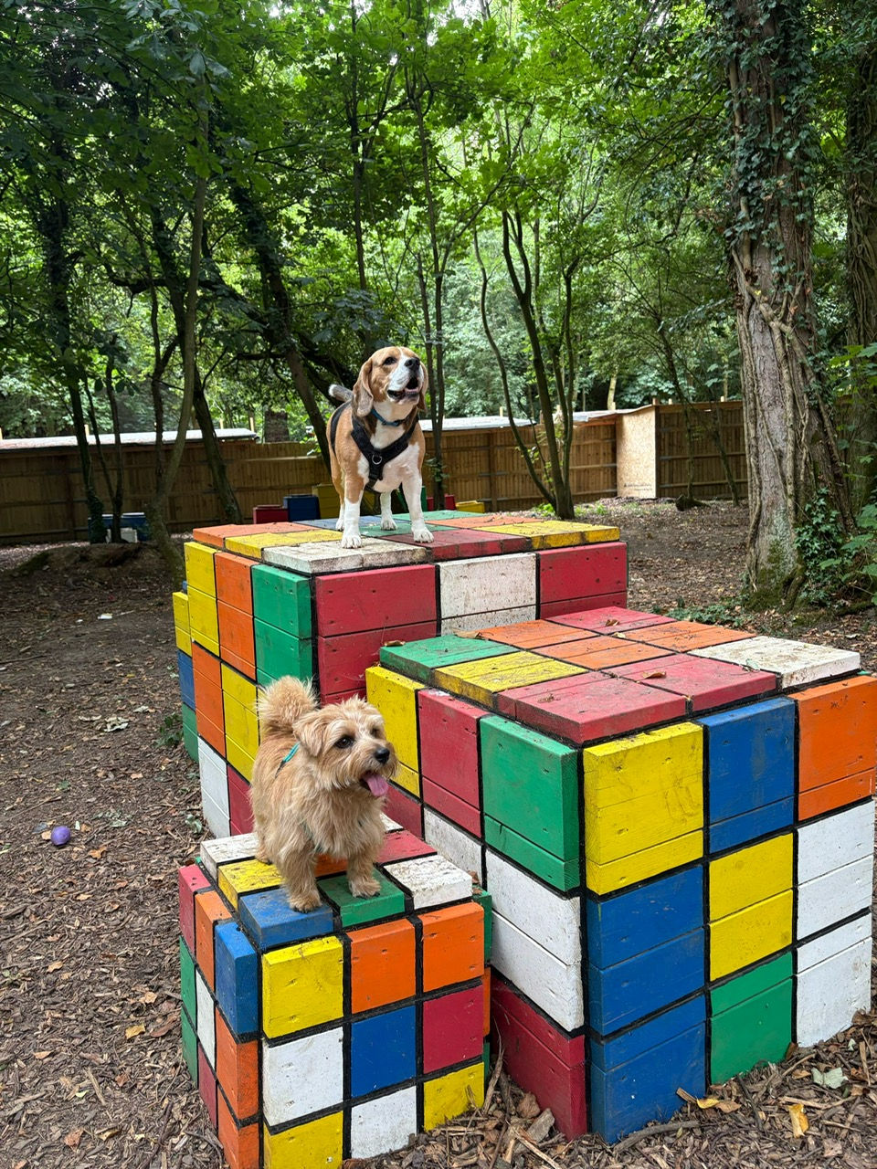 Two dogs stand on colorful, stacked block structures in a wooded area. The beagle is barking, while the smaller dog looks content.