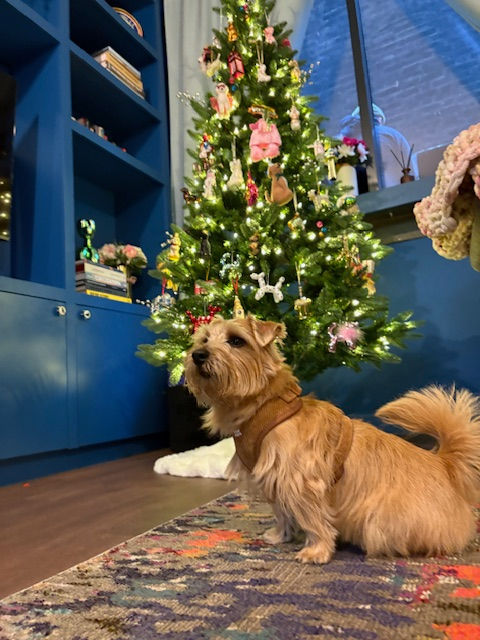 Norfolk terrier in front of a decorated Christmas tree with lights and ornaments. Blue shelves and window in background. Cozy and festive setting.