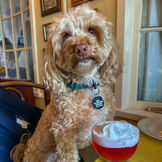 A fluffy dog standing on a table with a cocktail