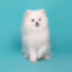 Woof Photography at Peter Jones