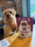 Norfolk terrier with tongue out sits by a treat pack on a wooden table. The treat pack reads Denzel's Rewards Duck. Brick wall background.