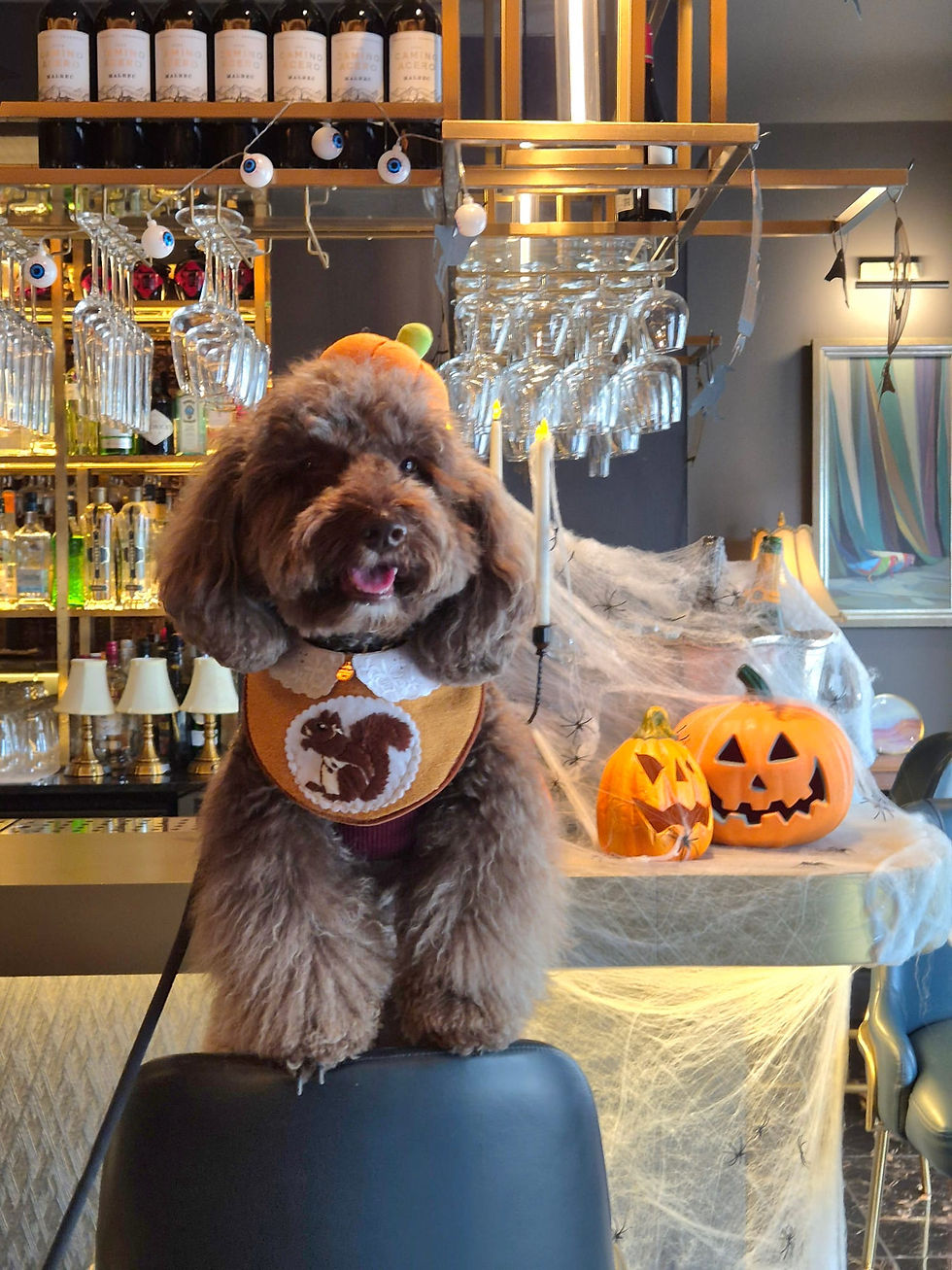 Fluffy brown dog in Halloween costume sits on bar stool. Bar backdrop with cobwebs, jack-o'-lanterns, and bottles. Festive atmosphere.