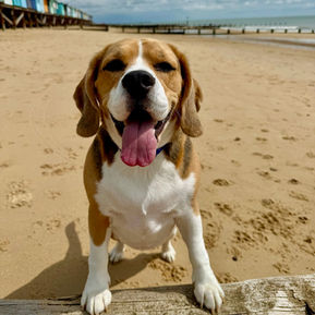 A happy Beagle on a golden sandy beach with colourful beach huts in background