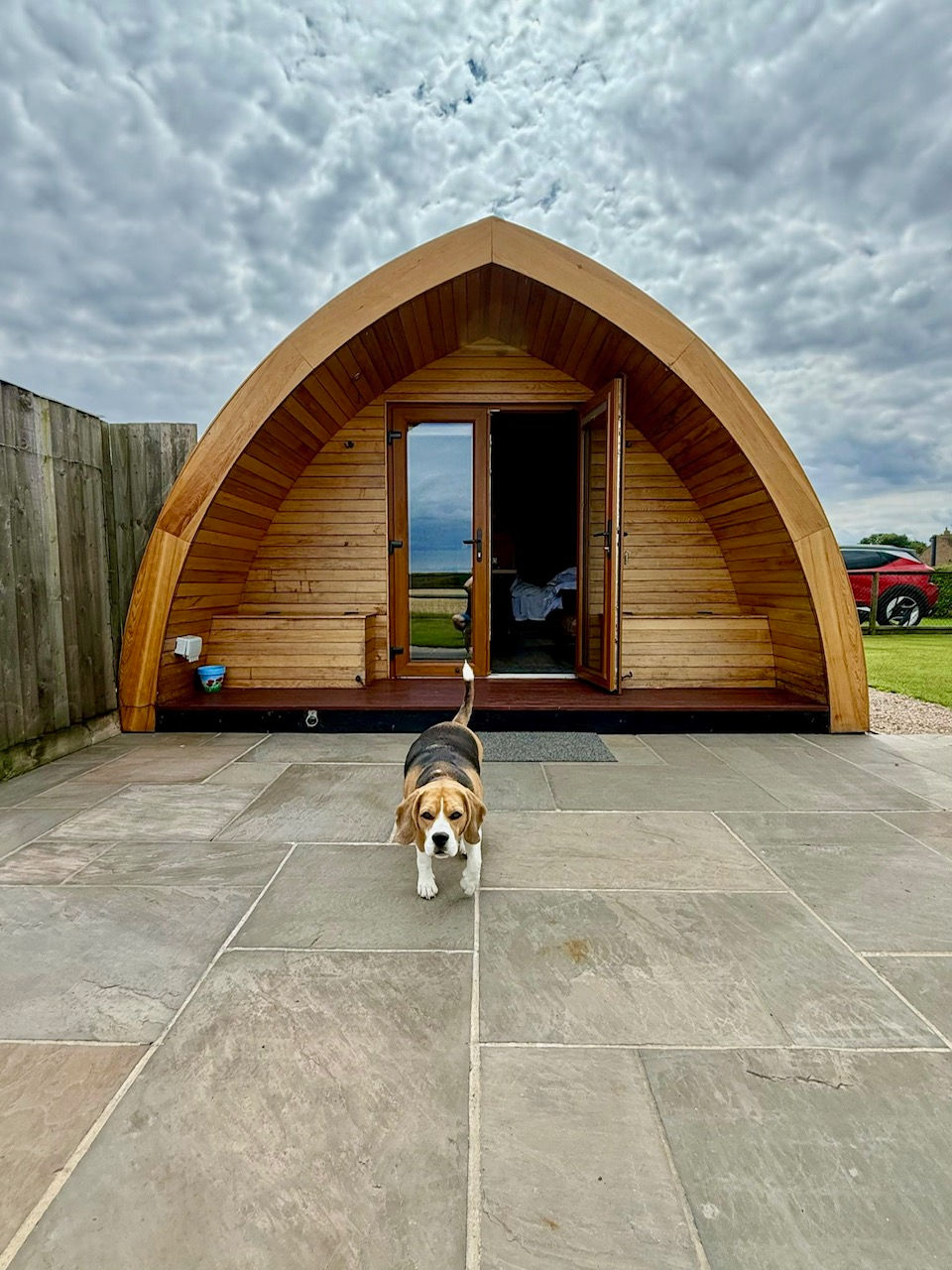 Beagle walking on stone patio towards camera, in front of a wooden cabin with open doors. Cloudy sky and grassy field in the background.