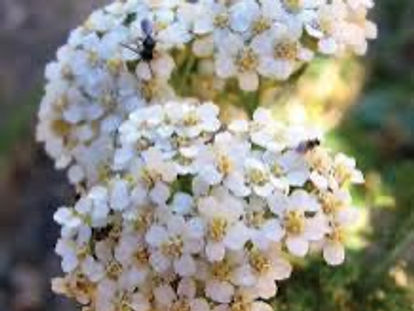 Yarrow, Milfoil
