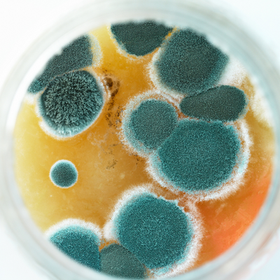 Mold In Dish Image
