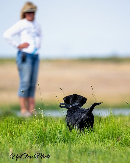 Handler w lab puppy.jpg