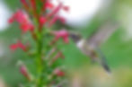 Native Plants for Every Yard