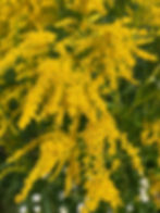 Showy Goldenrod