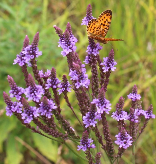 Native Plant Fundraising Sale