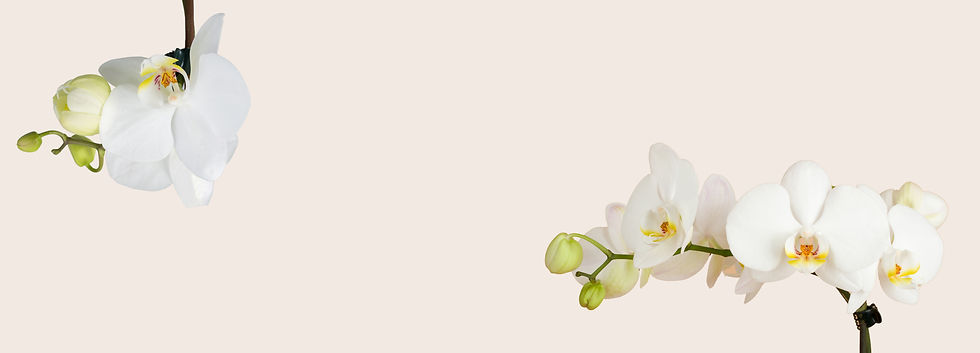 Untitled (Presentation) (2).jpg