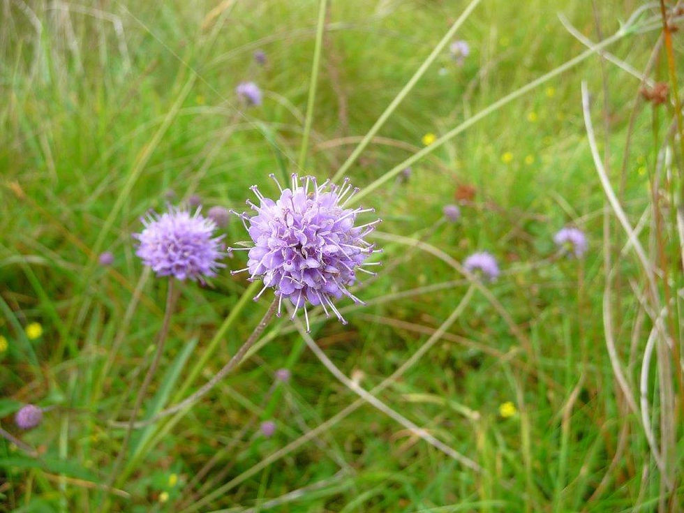 Devil's bit scabious flowers amongst grass