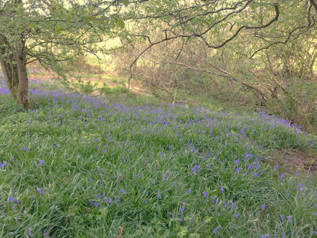 Bluebells herald arrival of May