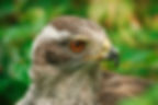 A goshawk has a yellowy beak and orange eyes