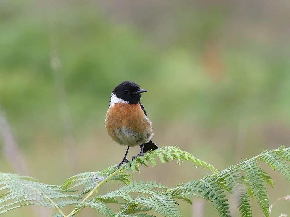 Stonechats are seen (and heard chattering) at Orchid Meadows
