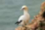 A gannet perches on the edge of a cliff showing its distinctive yellow head and neck