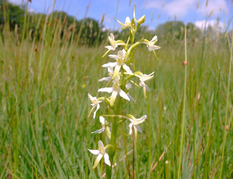 A creamy white orchid displays its flower in a grassy field