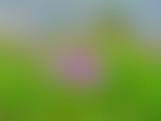 Orchid group branded 'promiscuous'