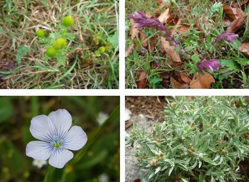 A montage shows pictures of pineapple weed, red bartsia, marsh cudweed and pale flax