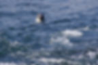 A seal raises its head above a choppy sea